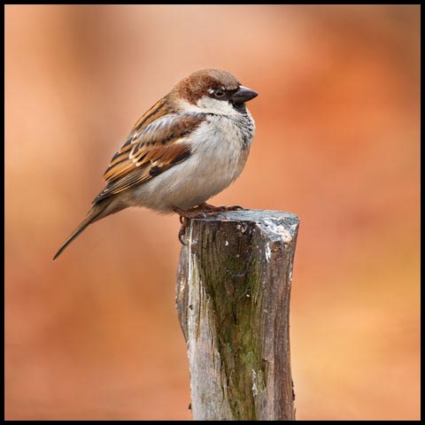House Sparrow