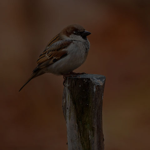 House Sparrow