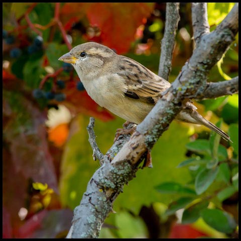 House Sparrow
