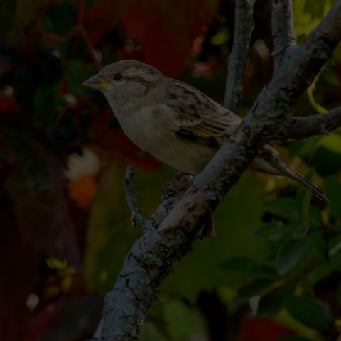 House Sparrow