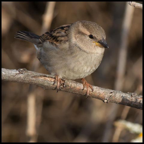 House Sparrow