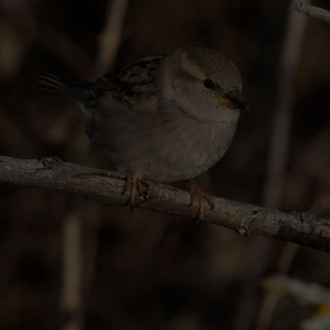 House Sparrow