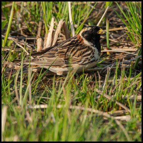 Lapland Longspur