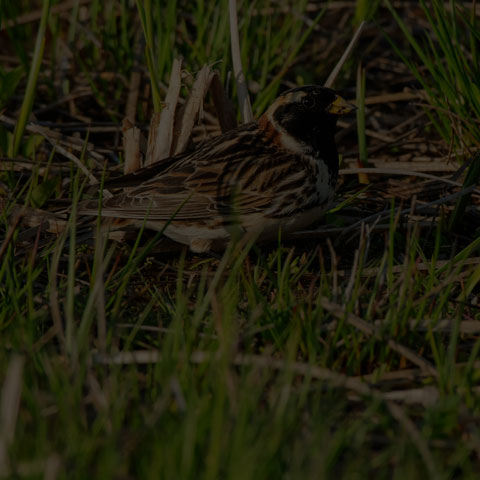 Lapland Longspur