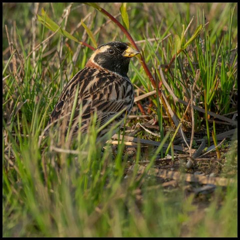 Lapland Longspur