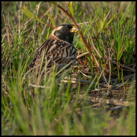 Lapland Longspur