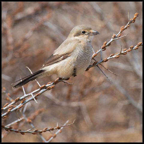 Northern Shrike