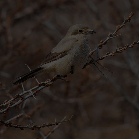 Northern Shrike