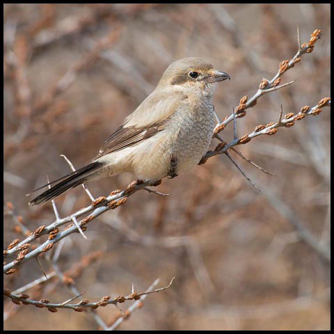 Northern Shrike