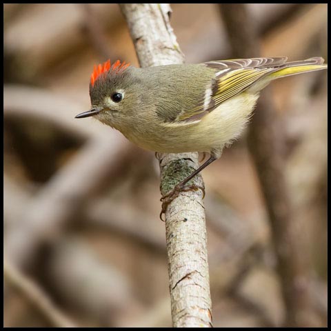 Ruby-crowned Kinglet