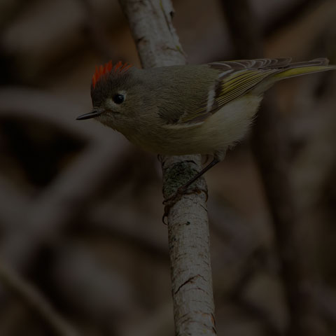 Ruby-crowned Kinglet