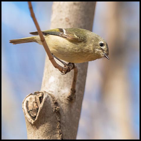 Ruby-crowned Kinglet