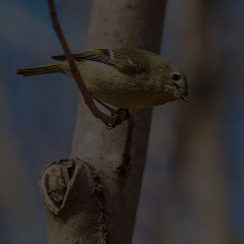 Ruby-crowned Kinglet
