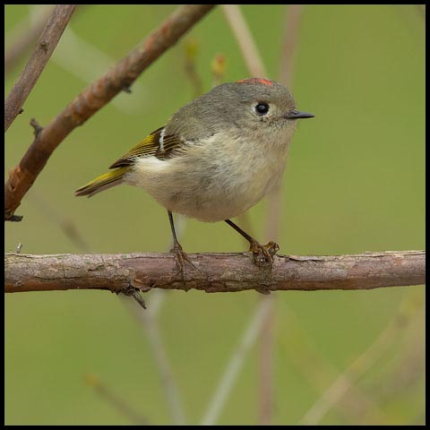 Ruby-crowned Kinglet