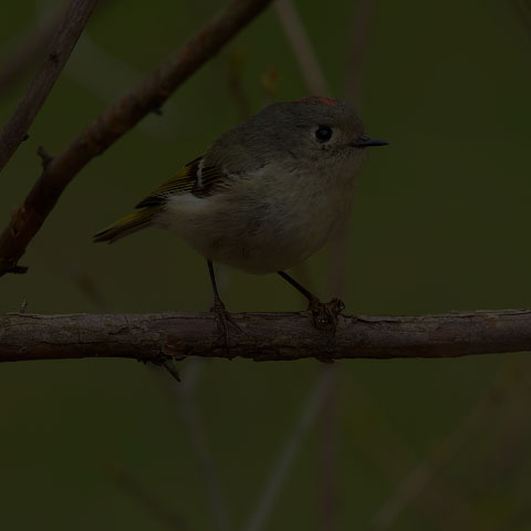 Ruby-crowned Kinglet