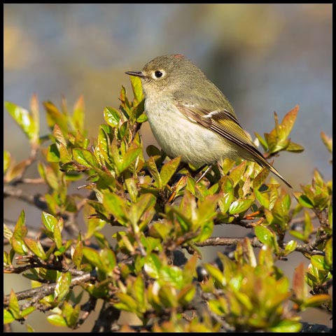 Ruby-crowned Kinglet