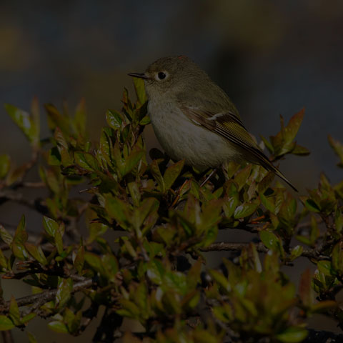 Ruby-crowned Kinglet