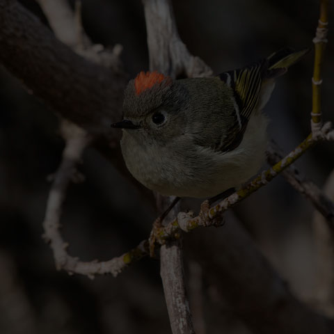 Ruby-crowned Kinglet
