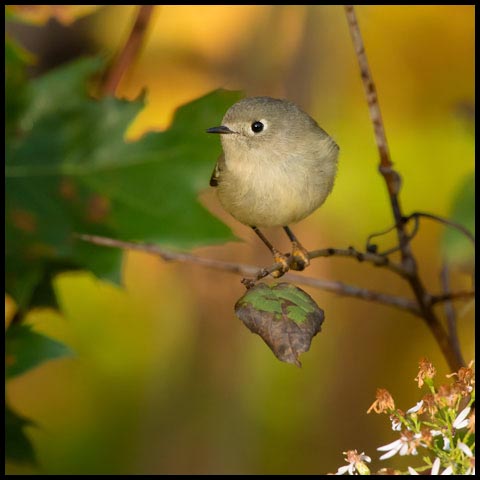Ruby-crowned Kinglet