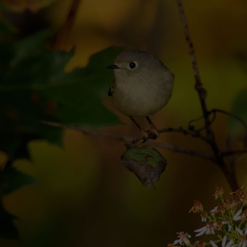 Ruby-crowned Kinglet