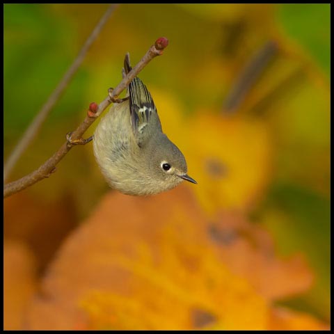 Ruby-crowned Kinglet