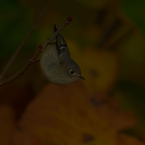 Ruby-crowned Kinglet