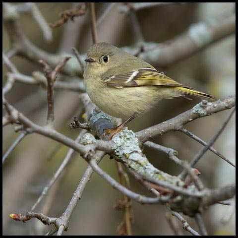 Ruby-crowned Kinglet