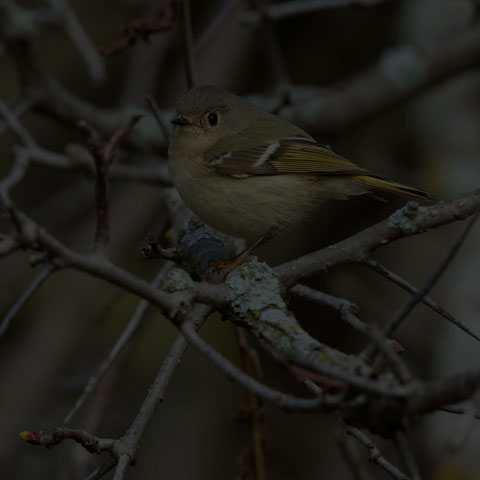 Ruby-crowned Kinglet
