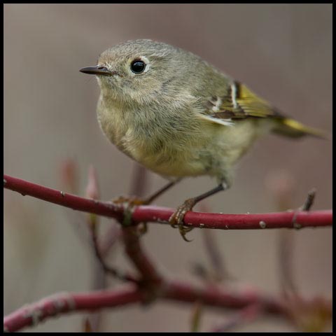 Ruby-crowned Kinglet