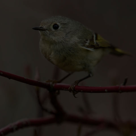 Ruby-crowned Kinglet