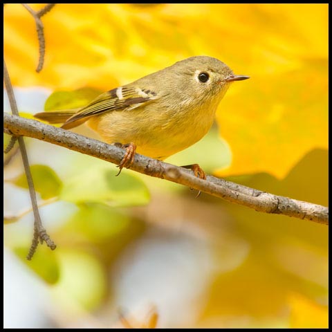 Ruby-crowned Kinglet