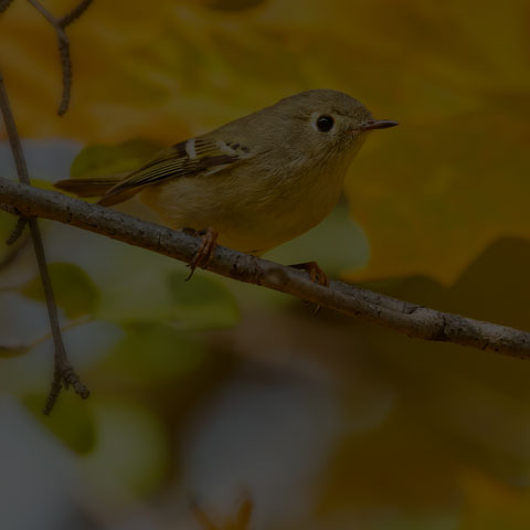 Ruby-crowned Kinglet