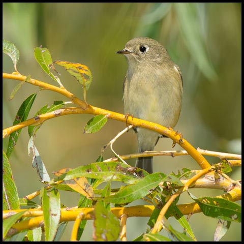 Ruby-crowned Kinglet