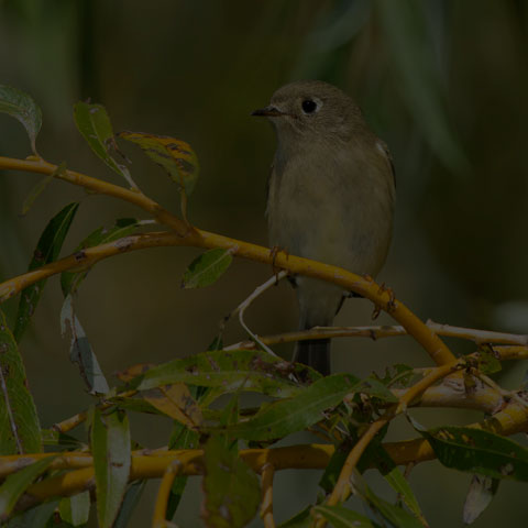 Ruby-crowned Kinglet