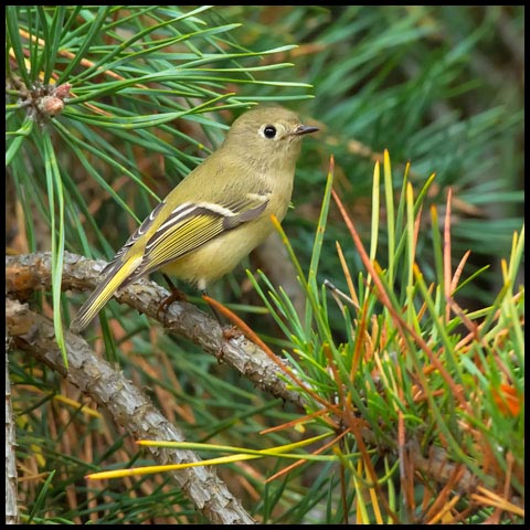 Ruby-crowned Kinglet