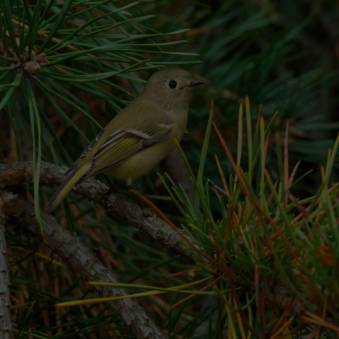 Ruby-crowned Kinglet
