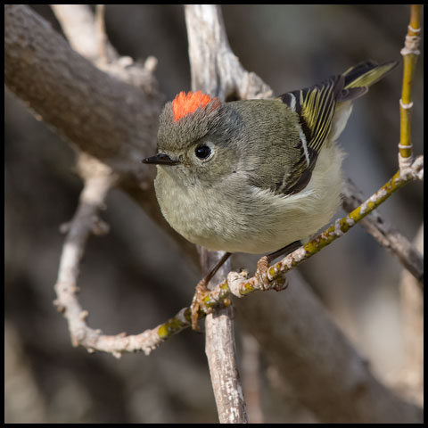 Ruby-crowned Kinglet