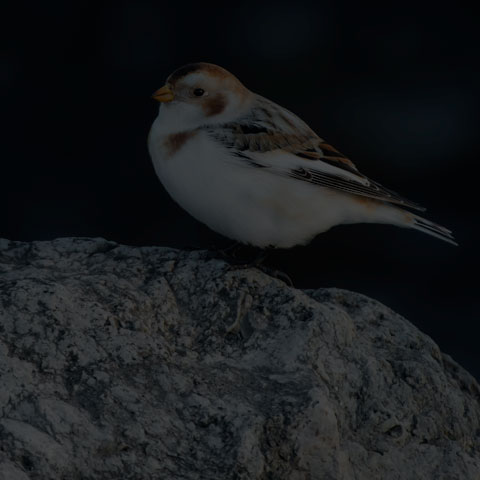 Snow Bunting