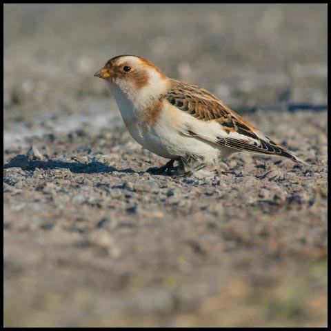 Snow Bunting