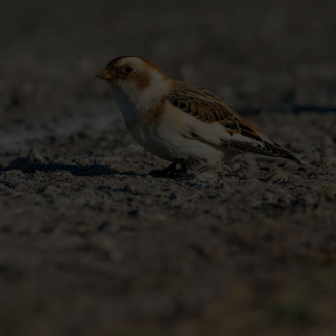 Snow Bunting