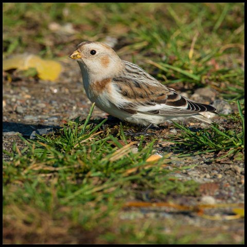 Snow Bunting