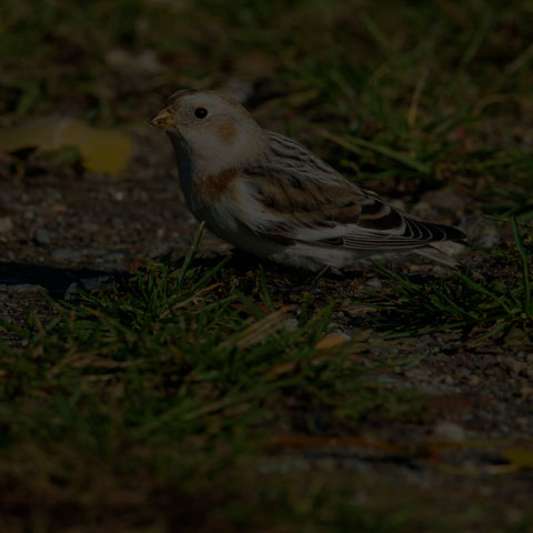 Snow Bunting