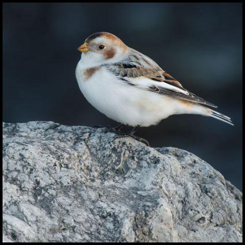 Snow Bunting