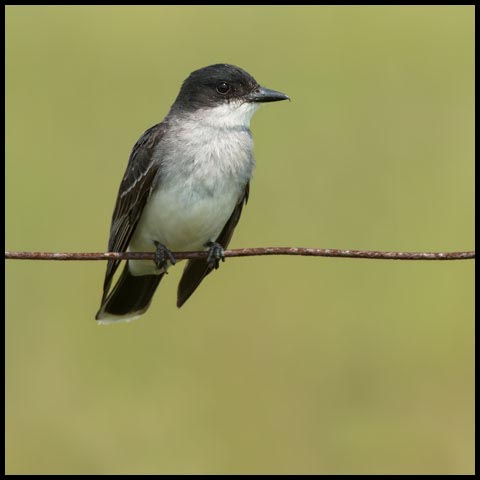 Eastern Kingbird