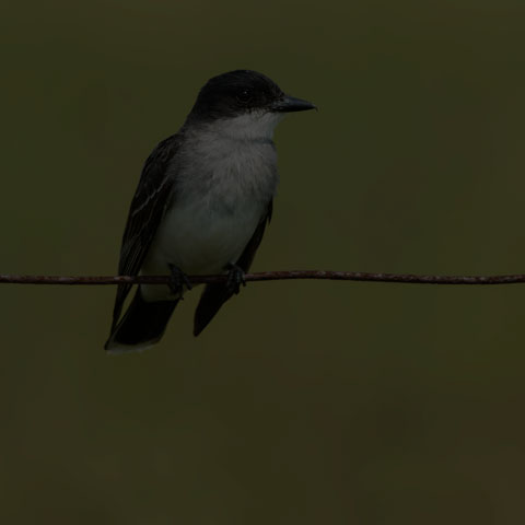 Eastern Kingbird