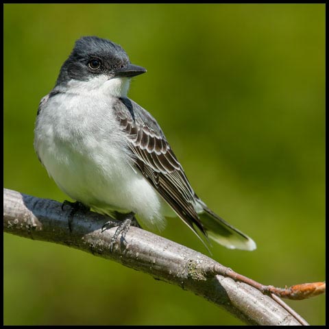 Eastern Kingbird
