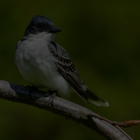Eastern Kingbird