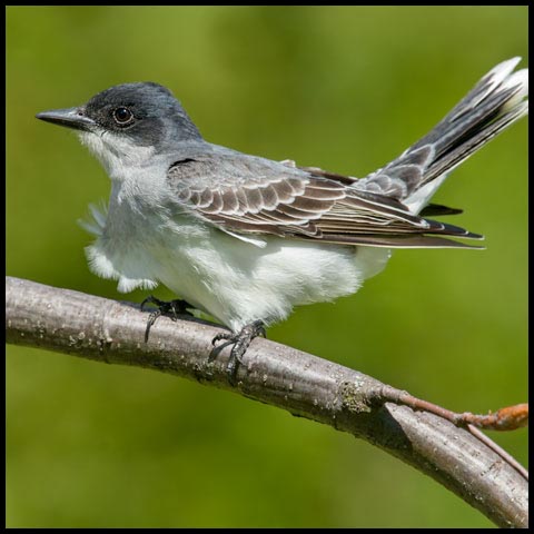 Eastern Kingbird