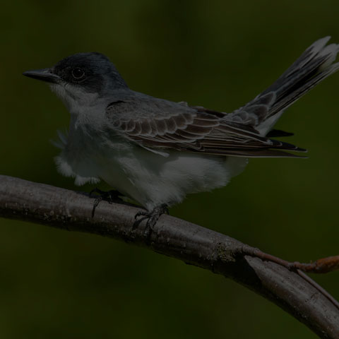 Eastern Kingbird