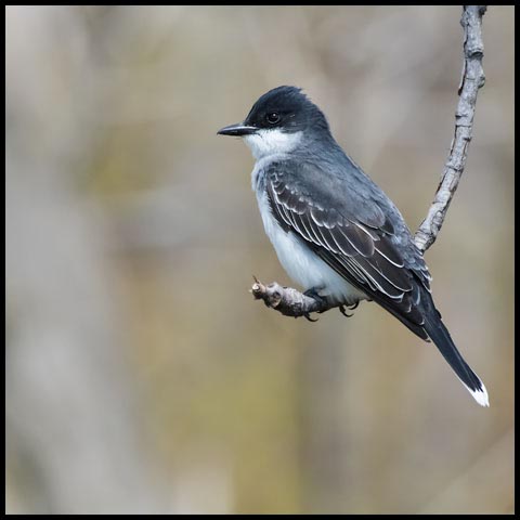 Eastern Kingbird
